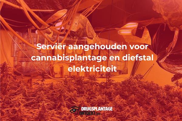 Bonheiden - Serviër aangehouden voor cannabisplantage en diefstal elektriciteit